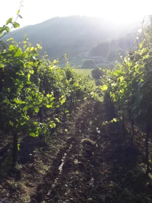 vin-rader-Alrocol-morgon