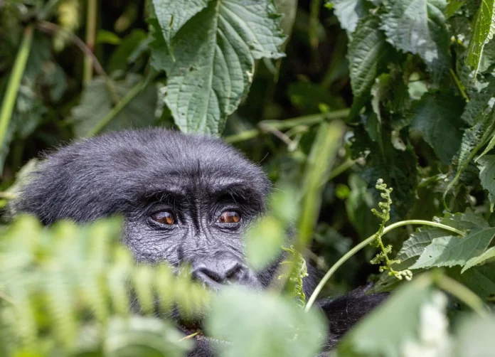 UGANDA